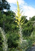 Verbascum pulverulentum